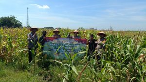 Polsek Balongbendo Gelar Panen Raya Jagung, Dorong Ketahanan Pangan di Sidoarjo