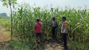 Polsek Balongbendo Dampingi Petani Rawat Jagung Hibrida Wujudkan Swasembada Pangan 