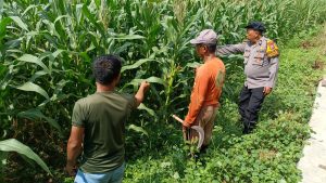 Sinergi Polisi dan Petani Kelola Lahan Jagung, Sukseskan Swasembada Pangan