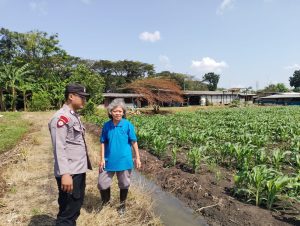Polsek Taman Optimalkan Ketahanan Pangan Tanaman Jagung