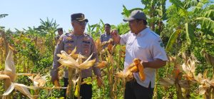 Panen Raya Jagung di Punggul, Polsek Gedangan Perkuat Swasembada Pangan 