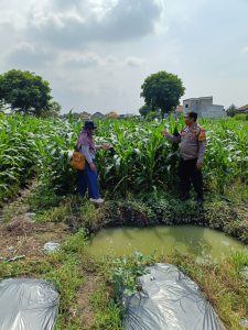 Polsek Tanggulangin Bersama PPL dan Gapoktan Lakukan Perawatan Tanaman Jagung untuk Dukung Ketahanan Pangan