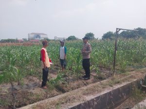 Polsek Sidoarjo Kota Cek Lahan Jagung di Desa Lebo, Dukung Program Ketahanan Pangan