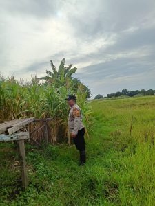 Bhabinkamtibmas Polsek Candi Pantau Pertumbuhan Jagung, Dukung Program Ketahanan Pangan