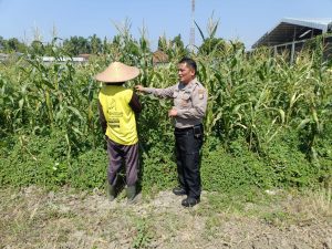 Petani Desa Lebo Apresiasi Dukungan Polisi Terhadap Upaya Ketahanan Pangan 