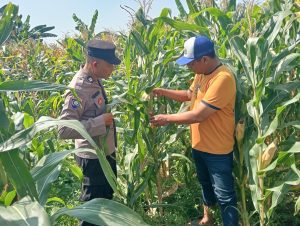 Jalin Kedekatan dengan Petani, Anggota Polsek Tarik Patroli dan Pantau Lahan Jagung untuk Ketahanan Pangan