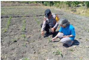 Polsek Taman Patroli Ketahanan Pangan Beri Semangat Petani Tingkatkan Panen