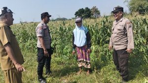 Polisi dan Petani Kelola Tanaman Jagung di Desa Kemantren, Untuk Peningkatan Swasembada Pangan