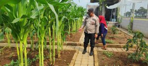 Polisi Sambangi Lahan Jagung Desa Randegan, Ajak Petani Dongkrak Swasembada Pangan