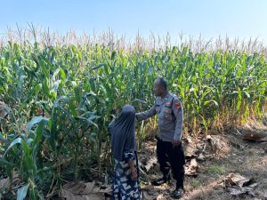 Jelang Panen, Polisi Pantau Tanaman Jagung Petani Binaan di Desa Bulang Prambon