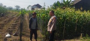 Polsek Sedati Dampingi Perawatan Jagung di Pekarangan Warga Desa Buncitan