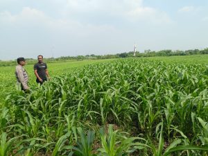 Maksimalkan Hasil Panen, Bhabinkamtibmas Polsek Wonoayu dan Petani Pantau Perkembangan Tanaman Jagung 