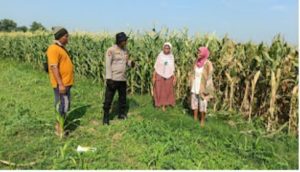 Swasembada Pangan Nasional dengan Kelola Lahan Jagung di Balongbendo