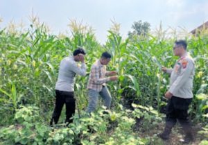 Polsek Krembung Dampingi Petani Rawat Tanaman Jagung, Dukung Program Ketahanan Pangan