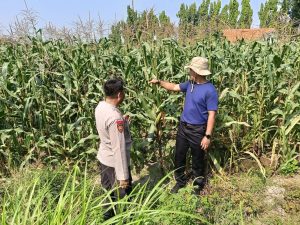 Kolaborasi Polisi dengan Petani Rawat Tanaman Jagung untuk Swasembada Pangan 