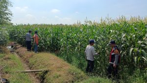 Gelorakan Ketahanan Pangan, Polsek Balongbendo Dampingi Petani Kelola 21 Hektare Lahan Jagung 