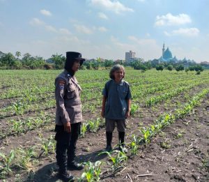 Program Ketahanan Pangan, Polsek Taman Cek Pertumbuhan Jagung di Lahan Lingkar Mas