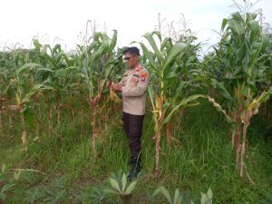 Polsek Krembung Intensifkan Pendampingan Lahan Jagung, Dukung Swasembada Pangan
