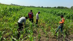 Polsek Balongbendo Semangati Petani untuk Keberhasilan Panen, Sukseskan Swasembada Pangan 