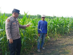 Polsek Krembung Dampingi Petani Kembangkan Lahan Jagung untuk Swasembada Pangan