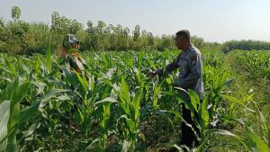 Siap Topang Swasembada Pangan Polsek Porong Bersama Petani Pantau Perkembangan Tanaman Jagung