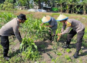 Kolaborasi Polsek Taman dan Petani Kelola Lahan Jagung untuk Ketahanan Pangan
