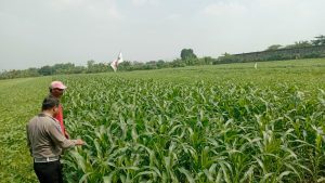 Sinergi Polsek Wonoayu dan Petani Optimalkan Lahan Jagung, Perkuat Program Swasembada Pangan