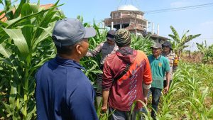 Polsek Balongbendo Perkuat Swasembada Pangan Nasional Bersama Petani
