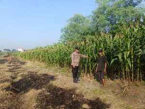 Polisi Pacu Petani Serius Garap Lahan Jagung di Desa Durungbedug