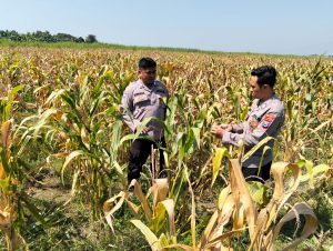 Panen Jagung di Desa Bulang, Polisi Dampingi Petani Sukseskan Ketahanan Pangan