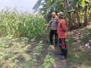 Polsek Buduran Dampingi Petani Kelola Jagung Hibrida, Wujudkan Swasembada Pangan 
