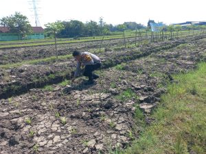 Bhabinkamtibmas Wonoayu Ajak Petani Optimalkan Lahan Jagung 