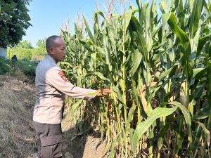 Bhabinkamtibmas Desa Prambon Kontrol Lahan Jagung, untuk Sukseskan Ketahanan Pangan 