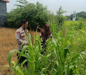 Polsek Krembung Apresiasi Sekolah Turut Dukung Ketahanan Pangan Melalui Tanaman Jagung 