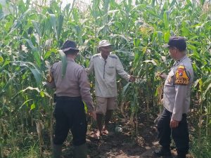 Polsek Balongbendo Dampingi Petani, Wujud Nyata Dukungan Ketahanan Pangan