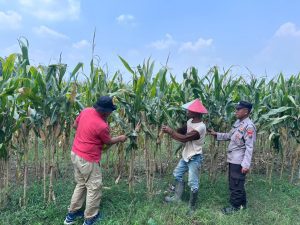 Polisi dan Petani Optimalkan Lahan Jagung di Prambon Demi Dukung Ketahanan Pangan