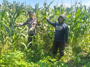 Polsek Gedangan Jadikan Tanaman Jagung, Unggulan Swasembada Pangan Desa Punggul 