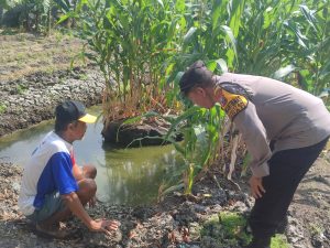 Polsek Sedati Pantau Perkembangan Tanaman Jagung di Desa Betro