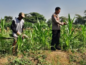 Polsek Krian Optimalkan Pertumbuhan Jagung Wujudkan Ketahanan Pangan 