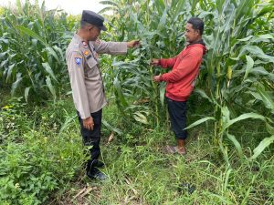 Polsek Tarik Dampingi Pengelolaan Tanaman Jagung di Desa Kemuning, untuk Ketahanan Pangan