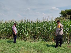 Dukung Ketahanan Pangan, Polsek Tulangan Gandeng Petani Optimalkan Tanaman Jagung Agar Berhasil