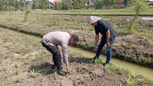 Polsek Wonoayu Cek Perkembangan Jagung di Desa Popoh, Wujudkan Swasembada Pangan 