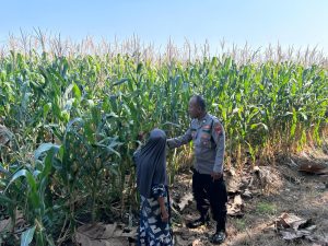 Bhabinkamtibmas Polsek Prambon Pantau Pertumbuhan Jagung, Sukseskan Ketahanan Pangan 