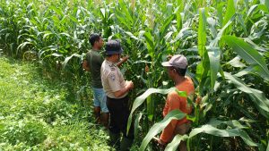 Polsek Balongbendo Dukung Swasembada Pangan, Optimalkan Perkembangan Tanaman Jagung Hibrida 