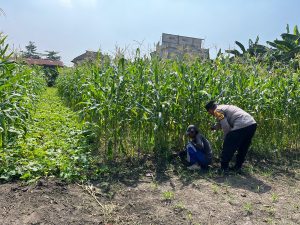 Polsek Sedati Optimis Pengelolaan Lahan Jagung Mampu Optimalkan Swasembada Pangan