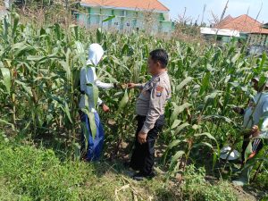 Dukung Ketahanan Pangan, Polsek Sidoarjo Kota Dampingi Petani Rawat Jagung