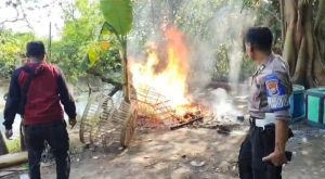 Gerak Cepat Tindak Laporan Warga, Polsek Tulangan Musnahkan Arena Sabung Ayam 