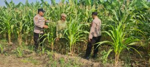 Polsek Candi Dampingi Petani Pantau Pertumbuhan Jagung Dukung Ketahanan Pangan