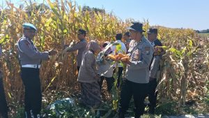 Polresta Sidoarjo Dorong Swasembada Pangan, Berhasil Panen Raya Jagung Hibrida di Porong 