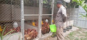 Pukulan Bagi Peternak Ayam Petelur Ketika Harga Jual Telur Turun dan Harga Pakan Ayam Naik